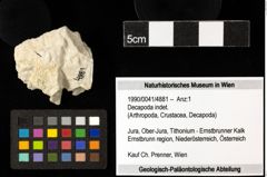 Foto (Objekt + Etiketten) von Decapoda indet. 